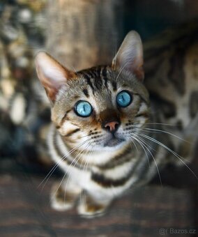 Bengálský kocour s PP ke krytí - 2