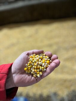 Kukuřičné zrno - 2