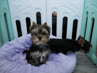 Jorkšírský teriér  - spaltbiewer - 2