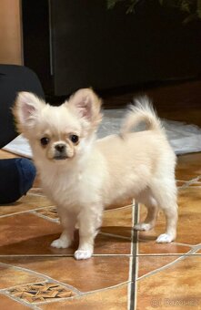 Čivava dlouhosrstá - 2