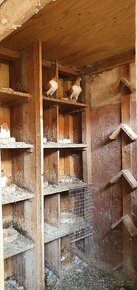 Moravský pštros žlutý - 2