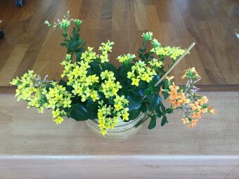 Kalanchoe a aloe - 2