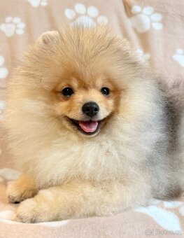 Pomeranian s PP - - 2