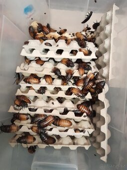 Šváb madagaskarský, syčící – Gromphadorhina portentosa - 2