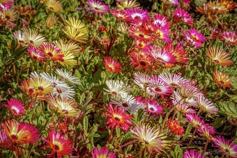 Delosperma - kosmatec bila, zluta, oranzova - 2