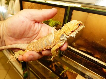 Agama vousatá (Pogona vitticeps) - 2