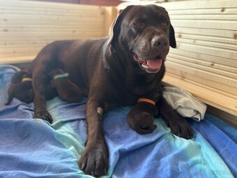 Čokoládová štěňátka labrador - 2