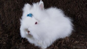 Zakrslý králíček, králík -(TEDDY)-HERBERT - 2