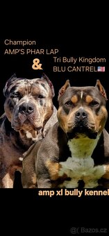 American bully XL XXL - 2