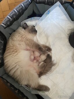 Ragdoll koťátka bez PP - 2