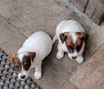 Jack Russell terier - 2