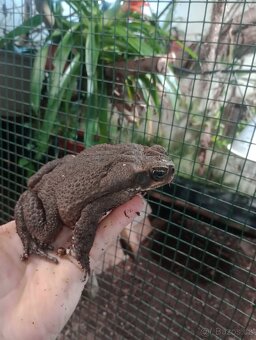 Ropucha obrovská (Rhinella marina) Surinam - 2