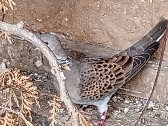 HR.DIVOKA A H.CHOCHOLATY - 2