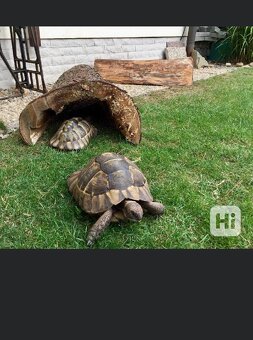 želva žlutohnědá - 2