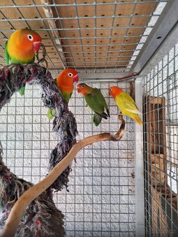 Agapornis Fischeri - 2