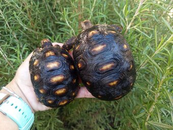 Želva uhlířská, roční želvičky/Brno -venkov - 2