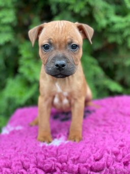 Stafordsirsky bulterier s PP zlaty kluk a holka - 2