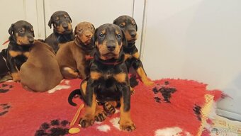 Dobrman - kvalitní štěňata s PP - 2