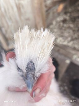 Hedvabnicka velká EU s vousem bílá - 2