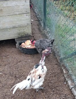 Barevní kohouti - 2