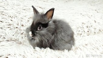 Zakrslý králík, králíček - HOLLY - 2