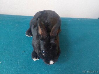 Zakrslý králík rex černý - 2