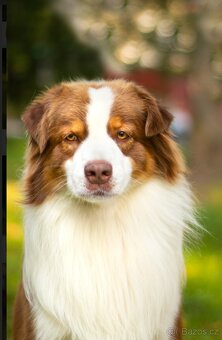 Australsky ovciak - Krytie, PP - 2