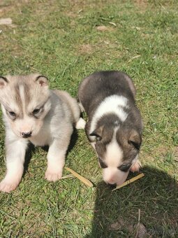 Sibiřský Husky - štěňátka - 2