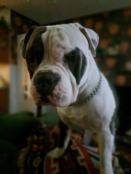 American Bully - KRYTÍ Fešák Hubert - 2