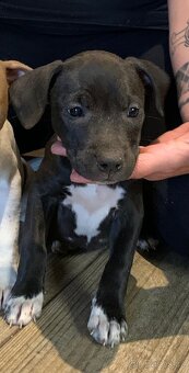 Americky pitbull s rodokmenem PP - 2