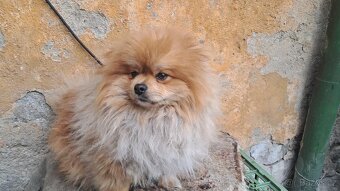 Německý špic pomeranian krytí - 2
