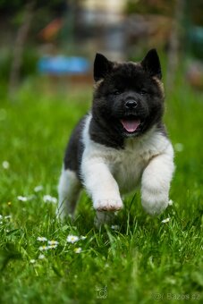 Americká Akita - American Akita - 2
