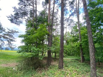 Lesní pozemek s porostem k těžbě Lštění nad Zubřinou - 2