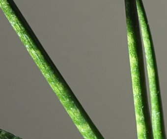Sukulent, tchynin jazyk, Sansevieria - 2