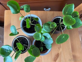 Mala Pilia v květináči - 2