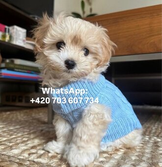 Maltipoo f1 light caramel fenka - 2