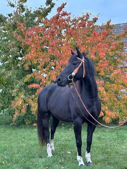 Hledám jezdce pro kobylku v okolí Brna - 2