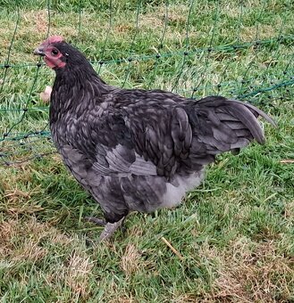 Australka velká - 2