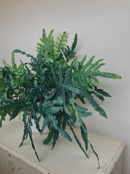 Živá rostlina Tečkovka, Phlebodium Aureum - 2