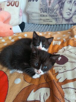 Koťata - 2
