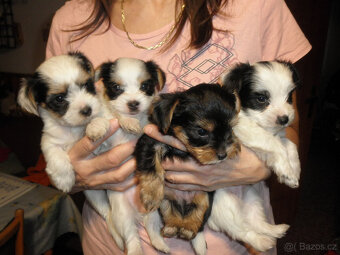 Jorkšírský teriér - 2