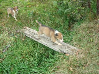 štěnatka border kolie - 2