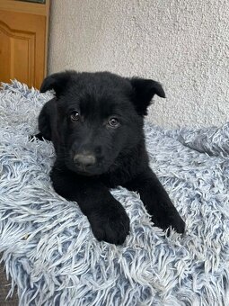 Německý ovčák - 2