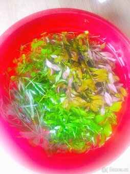 Akvarijní rostliny - 2