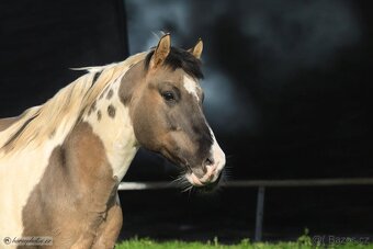 Připouštění HOMOZYGOTNÍM hřebcem APHA - 2