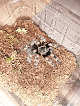 Brachypelma smithi - 2