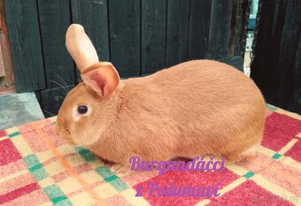 BURGUNDSKÝ králík s PP - SAMEC 🐇🐇🐇 ⭐️⭐️⭐️ - 2