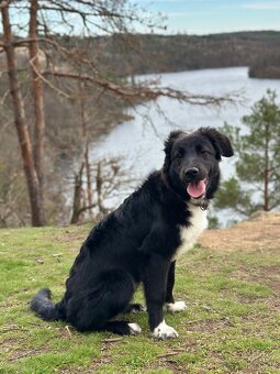 Border kolie bez pp - 2