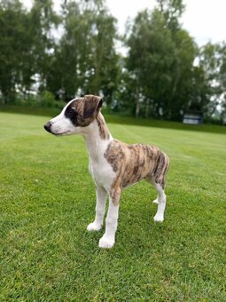 Whippet/vipet štěně s PP FCI - 2