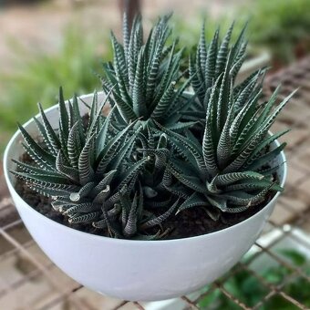 Haworthia - 2